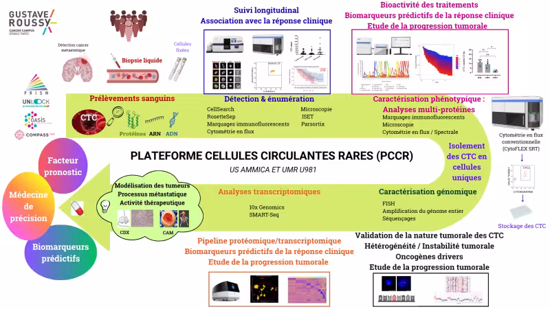 Schéma des domaines d'activité de la plateforme cellules circulantes rares (PCCR)
