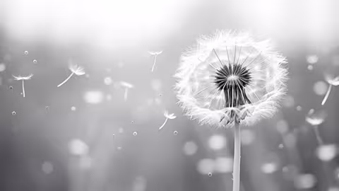 Photo de pissenlit en noir et blanc