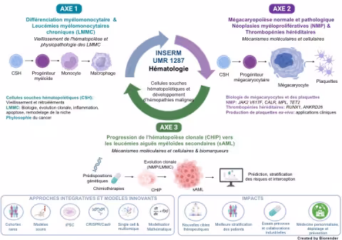 Schéma des axes de recherche de l'unité INSERM UMR 1287 Hématologie. 